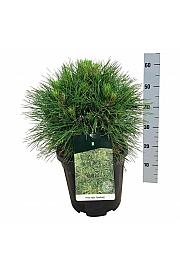 Pinus nigra Spielberg C15 Lit. 40-50 cm