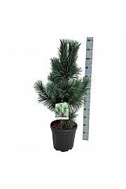 Pinus flexis Vanderwolfs Pyramid C15 Lit. 60-80 cm