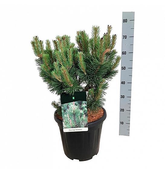 Pinus mugo Columnaris C15 Lit. 40-50 cm