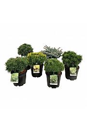 Iglavci ekskluzivni Mix C15 Lit. 40-50 cm