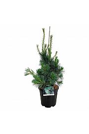 Pinus monticola Ammerland C15 Lit. 60-80 cm