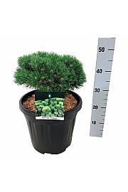 Pinus mugo Heideperle C15 Lit. 25-30 cm