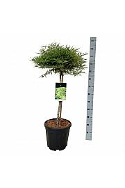 Fagus sylvatica Mercedes C15 Lit. Na steblu 60 cm