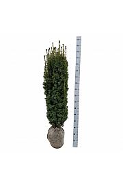 Taxus baccata David bala 120-140 cm extra