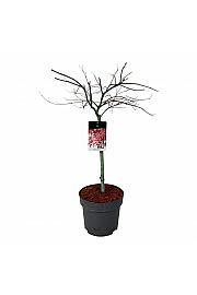 Acer palmatum dissectum Garnet C15 Lit. Na steblu 50 cm