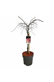 Acer palmatum dissectum Garnet C15 Lit. Na steblu 60 cm