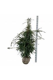 Taxus baccata Dovastoniana bala 140-160 cm extra