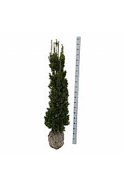 Taxus media Viridis bala 140-160 cm extra