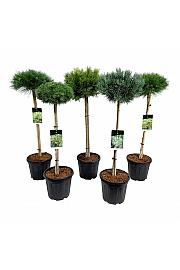 Iglavci ekskluzivni Mix C15 Lit. Na steblu 60 cm