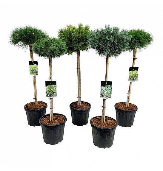 Iglavci ekskluzivni Mix C15 Lit. Na steblu 60 cm