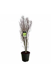 Frangula alnus Fine Line ® C30 Lit. 150-175 cm extra