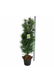 Frangula alnus Fine Line ® C30 Lit. 150-175 cm extra