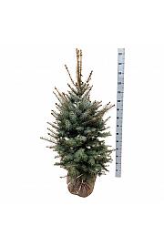 Picea pungens Edith bala 100-125 cm extra