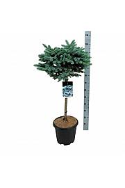 Picea pungens Glauca Globosa C15 Lit. Na steblu 60 cm; Krošnja 40/50 cm
