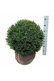 Taxus baccata bala 50-55 cm; Krogla extra