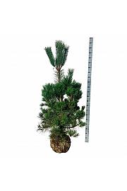 Pinus nigra nigra bala 150-175 cm
