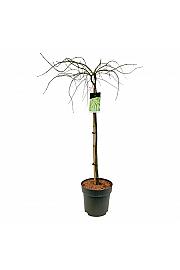 Acer palmatum dissectum C14 Lit. Na steblu 90 cm