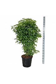Staphylea colchica C30 Lit. 125-150 cm extra