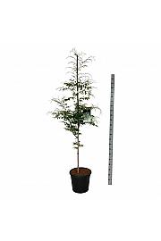 Fagus sylvatica Aspleniifolia C30 Lit. 175-200 cm extra