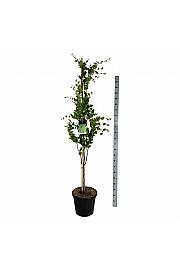Fagus sylvatica Dawyck C30 Lit. 175-200 cm extra