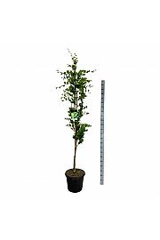 Fagus sylvatica Dawyck Gold C30 Lit. 175-200 cm extra