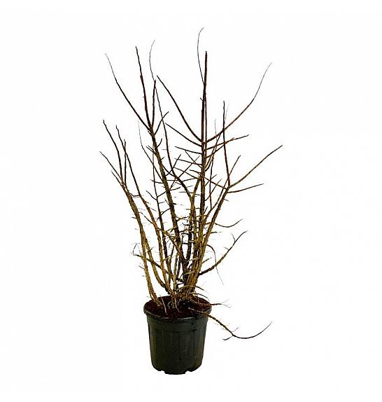 Ulmus minor suberosa C30 Lit. 125-150 cm extra