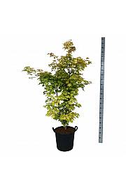 Acer palmatum Summer Gold C30 Lit. 100-125 cm extra