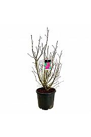 Syringa vulgaris Andenken an Ludwig Späth C55 Lit. 100-125 cm extra