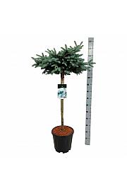 Picea pungens Glauca Globosa C15 Lit. Na steblu 80 cm; Krošnja 50/60 cm