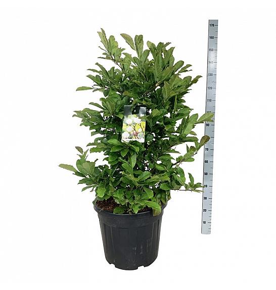 Magnolia loebneri Wildcat C55 Lit. 100-125 cm extra