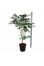 Acer pseudosieboldianum Arctic Jade® C30 Lit. 150-175 cm extra