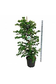 Hydrangea petiolaris C55 Lit. 150-175 cm extra