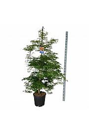 Acer pseudosieboldianum Ice Dragon® C30 Lit. 200-225 cm extra