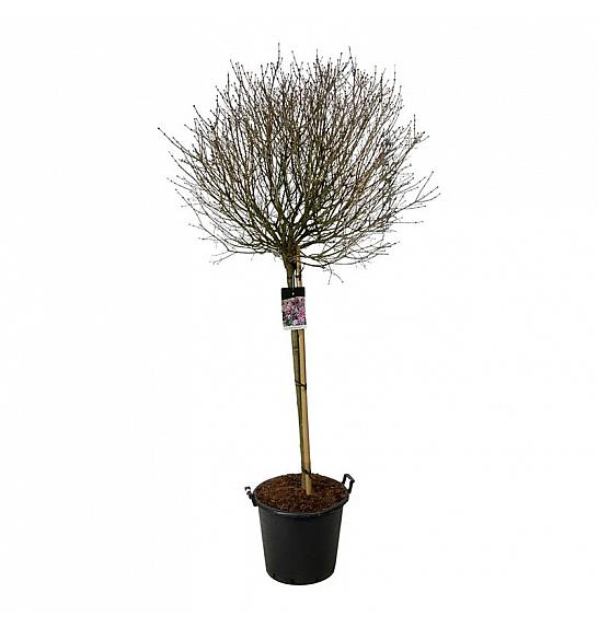 Syringa meyeri Palibin C55 Lit. Na steblu 120 cm extra