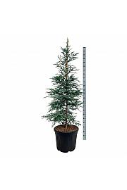 Sequoia sempervirens Steel Blue C55 Lit. 175-200 cm extra