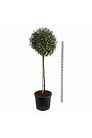 Elaeagnus ebbingei Compacta C90 Lit. Na steblu 120 cm extra