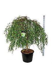 Betula pendula Youngii C90 Lit. Na steblu 120 cm extra