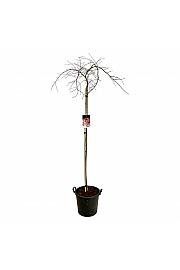 Acer palmatum dissectum Garnet C30 Lit. Na steblu 160 cm