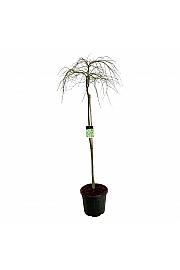 Acer palmatum dissectum C55 Lit. Na steblu 160 cm