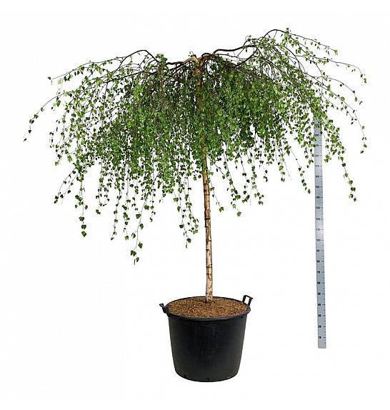 Betula pendula Youngii C130 Lit. Na steblu 180 cm extra