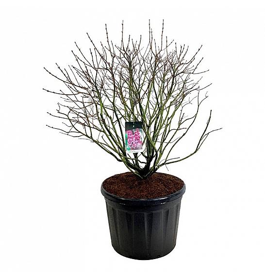 Syringa vulgaris Michel Buchner C180 Lit. 100-125 cm; Soliter