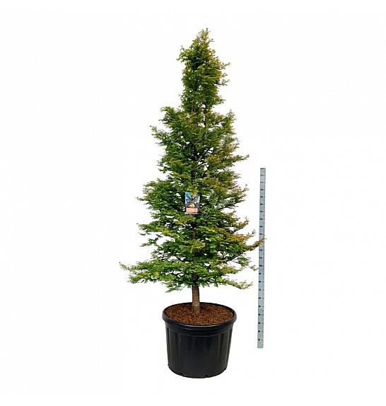Metasequoia glyptostroboides Amber Glow PBR C230 Lit. 250-300 cm; Soliter