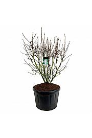 Syringa vulgaris Mme Lemoine C230 Lit. 150-175 cm; Soliter
