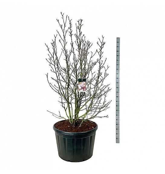 Magnolia soulangeana C230 Lit. 200-225 cm; Soliter