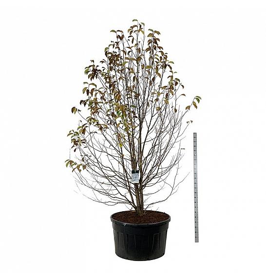 Magnolia kobus C500 Lit. 300-350 cm; Soliter