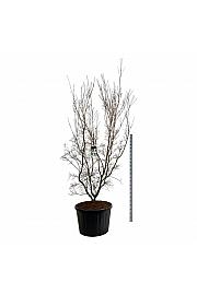 Cornus kousa China Girl C230 Lit. 225-250 cm; Soliter
