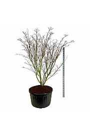 Cornus kousa Weisse Fontaine C285 Lit. 225-250 cm; Soliter