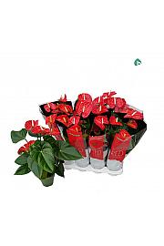 Anthurium andr Red.; Ø14 cm