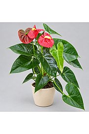 Anthurium andr Red.; Ø14 cm
