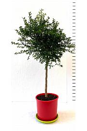 Citrus australasica Caviale Ø 22  Na steblu 40 cm